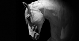 Olympia Horse Show